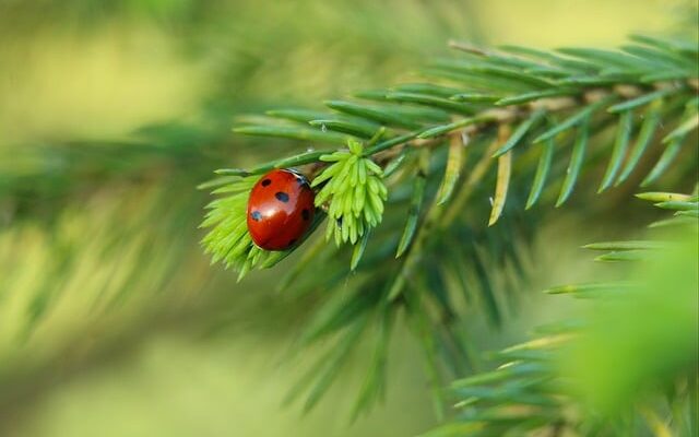 Fliseløftere: Gør tunge løft lette i haven